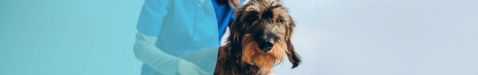 Header Hond Vaccineren