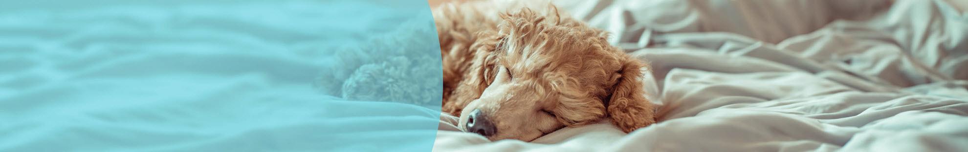 Header Hond Vlooien