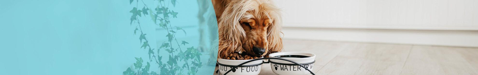 Header Hond Voeding