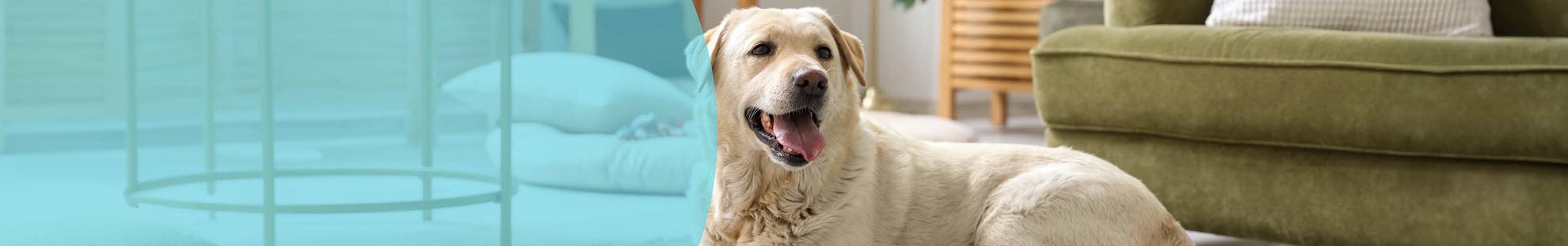 Header Hond Woning