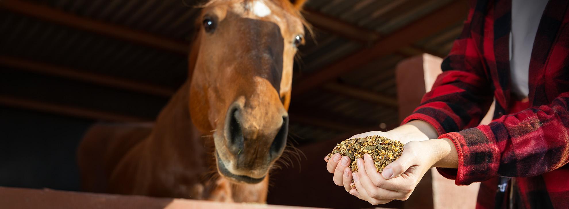 Paard eten