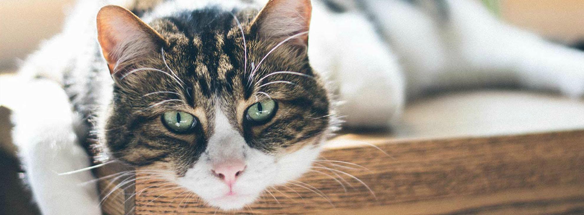 Header_BP_Kat_Veelgestelde vragen