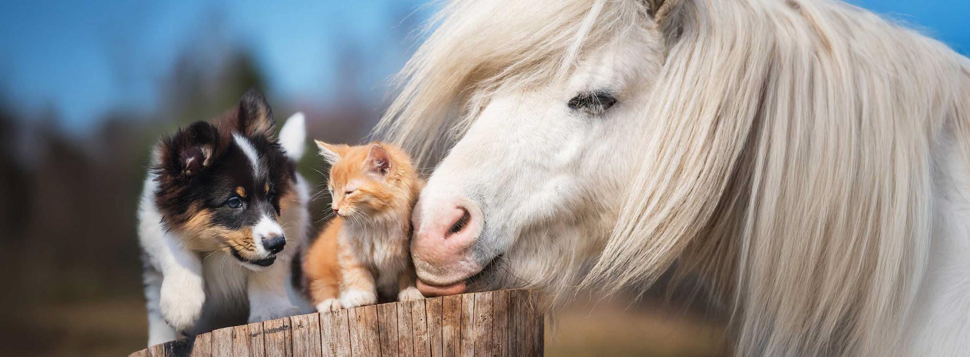 Hond, kat en paard