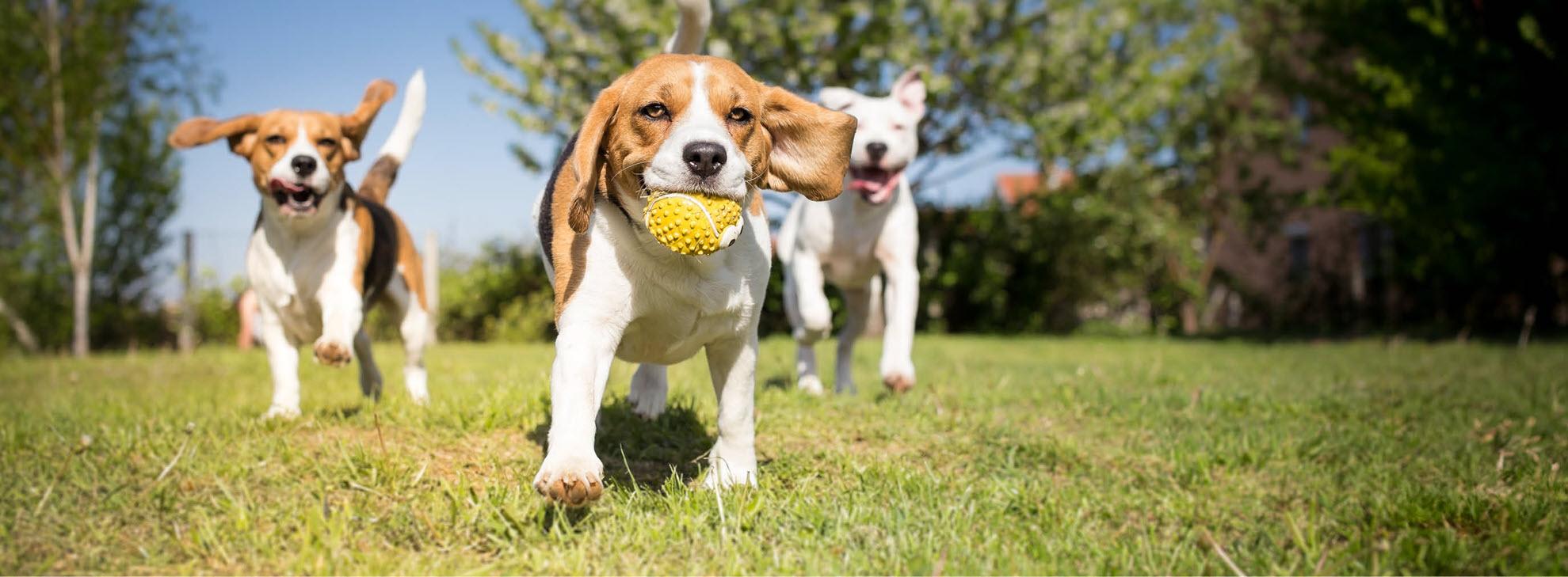 Header Welzijn Hond