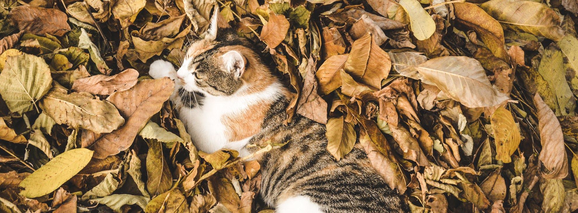 Header_BP_Preventiepagina Kat