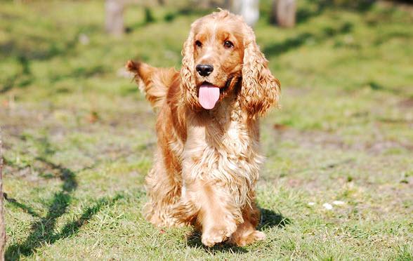 Cocker Spaniel buiten