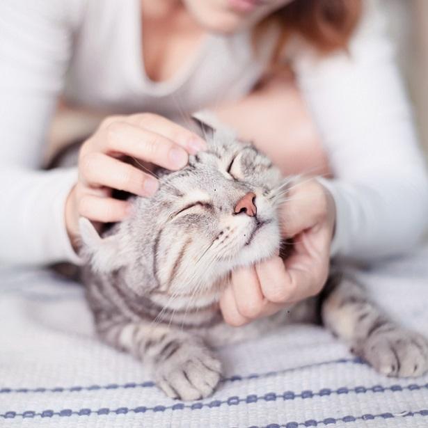 Katten producten tegen parasieten