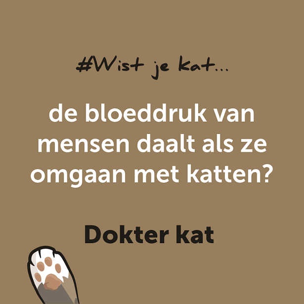 Katten hebben positieve invloed op bloeddruk van mensen