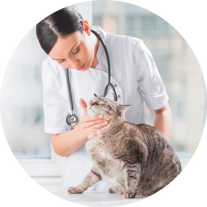 Laat je kat regelmatig controleren door een dierenarts