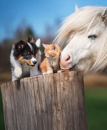 Hond_Paard_Kat_homepage_image