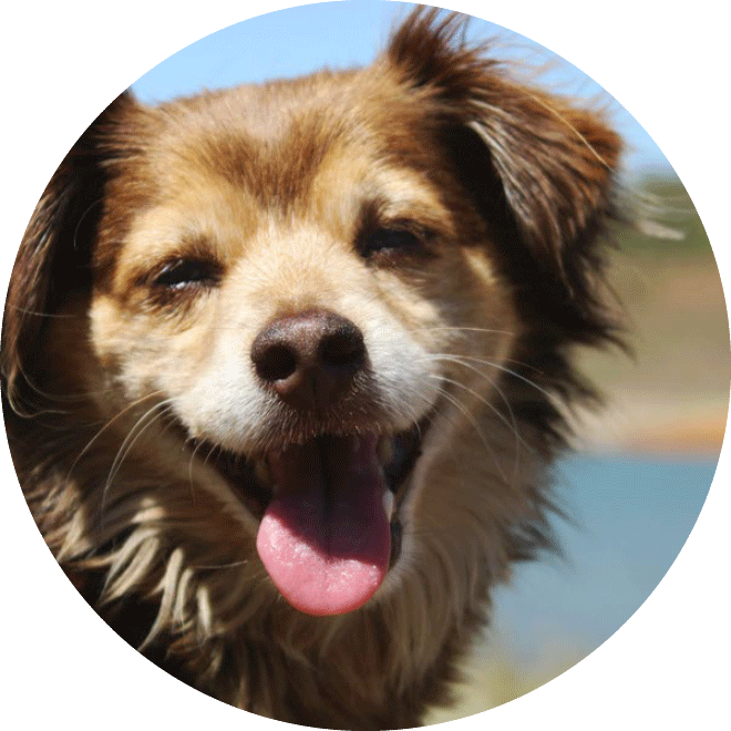 Vrolijk kijkende hond