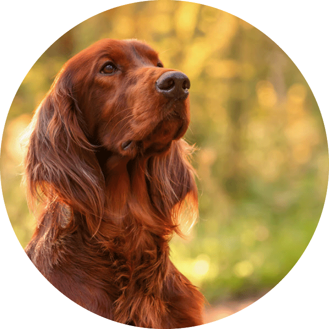 Bruine hond in de natuur
