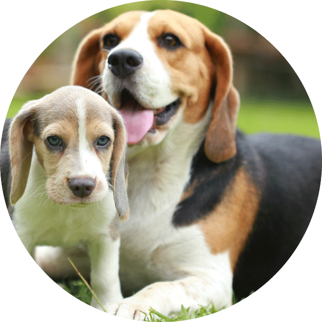 Beagle met puppy