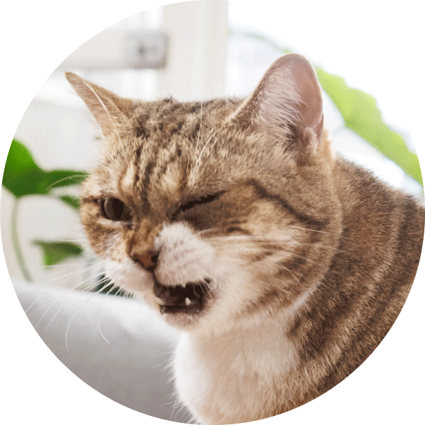 Slakken en longworm Kat