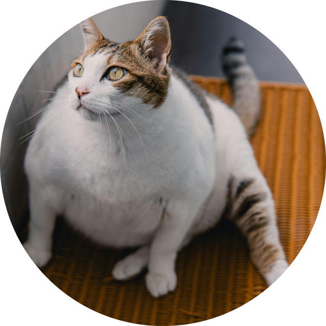 Gewichtsverlies - zware kat