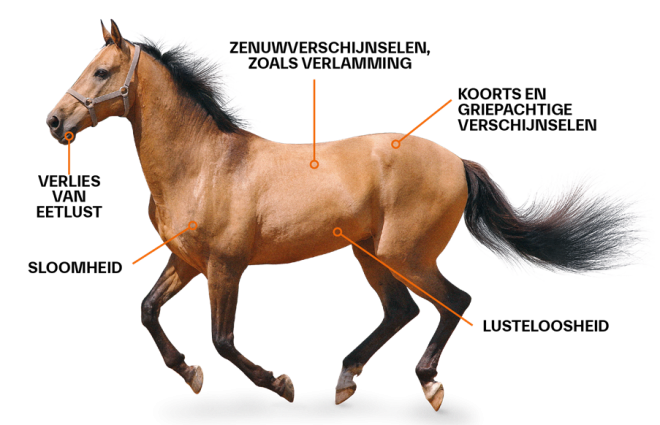 Paard verschijnselen